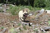 BOULEDOGUE FRANCAIS 041